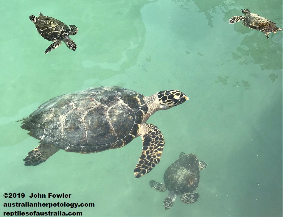 Hawksbill Turtle Eretmochelys imbricata bissa